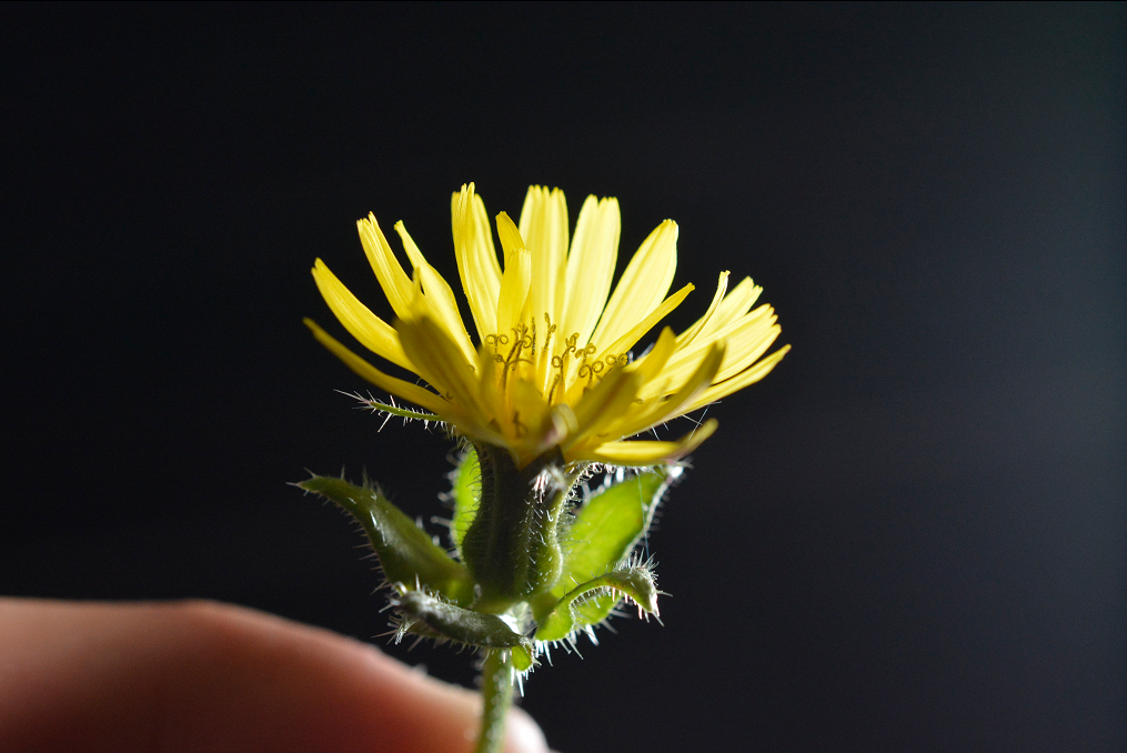 Helmintotheca echioides